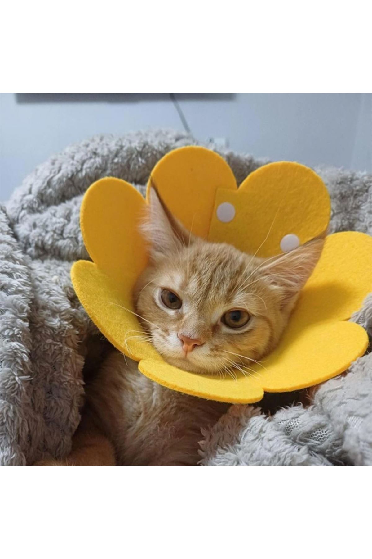 Evcil Hayvan XL Boy Keçe Elizabeth Yakalığı