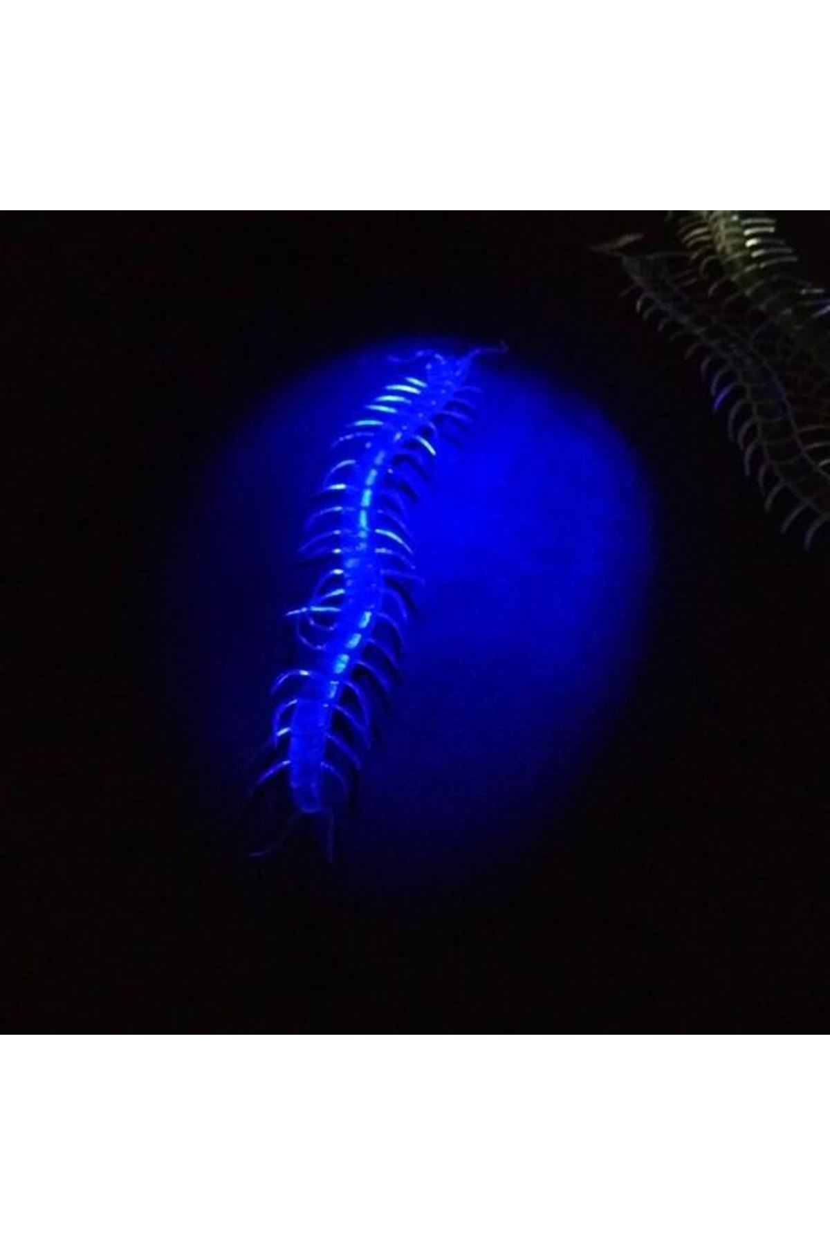 Karanlıkta Parlayan Fosforlu Kırkayak