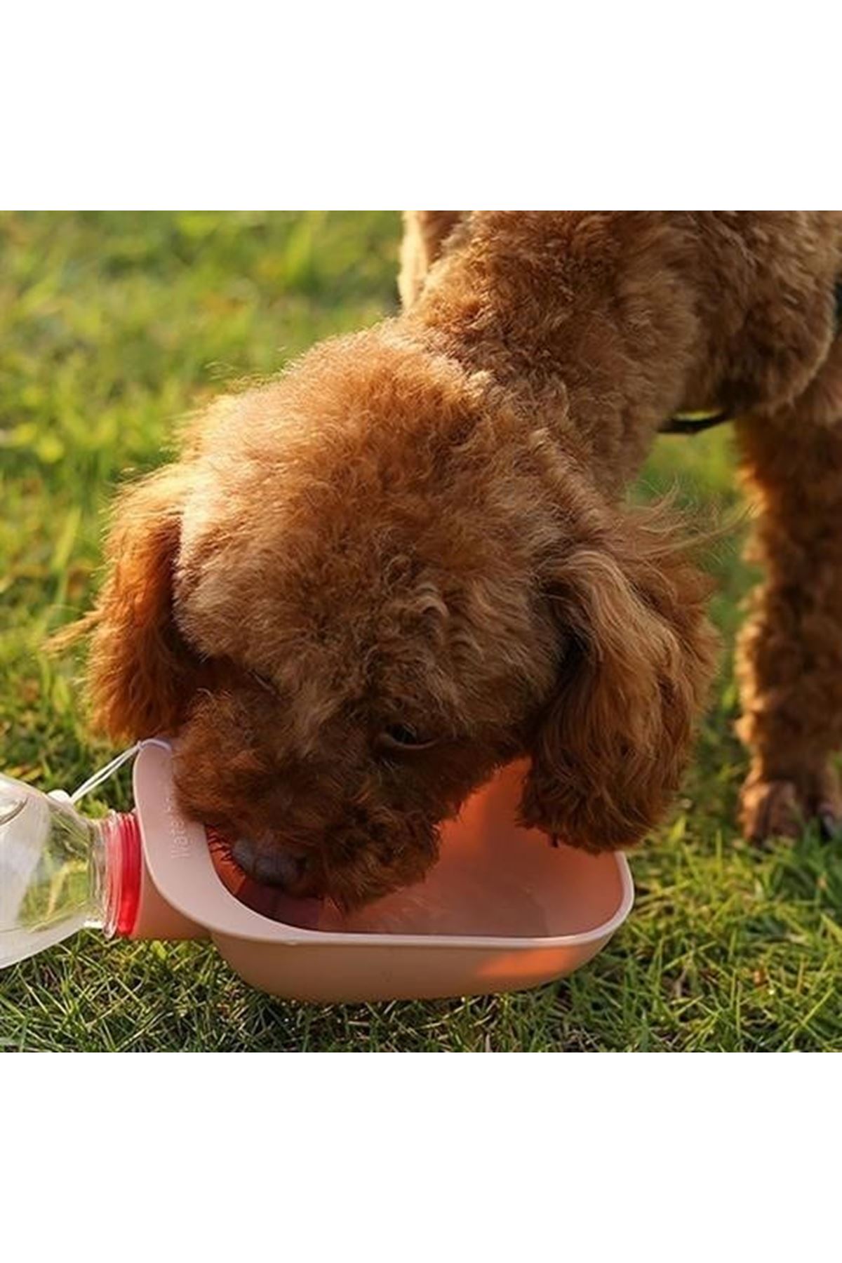 Tbl Dekor® Evcil Hayvan Plastik Yıkanabilir Taşınabilir Su Şişesi Bağlantılı Su Kabı