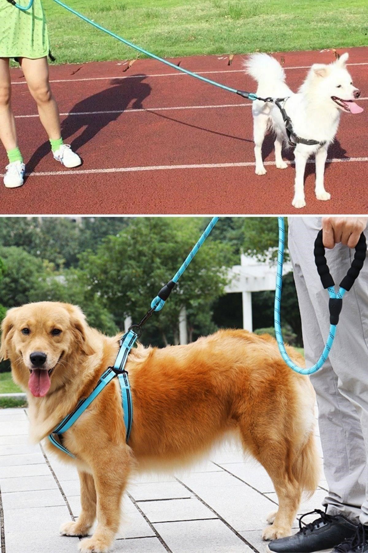 Tbl Dekor® Reflektörlü Fosforlu Köpek Gezdirme Halatı Tasma Kayışı Metal Kancalı 130 cm