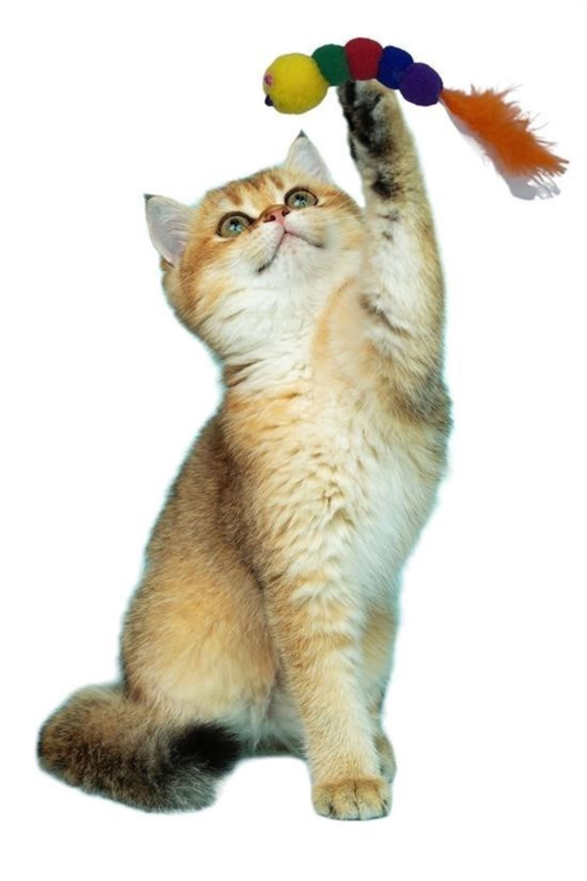 Tbl Dekor® Yumuşacık İpli Tırtıl Şeklinde Rengarenk Sevimli Evcil Hayvan Oyuncağı