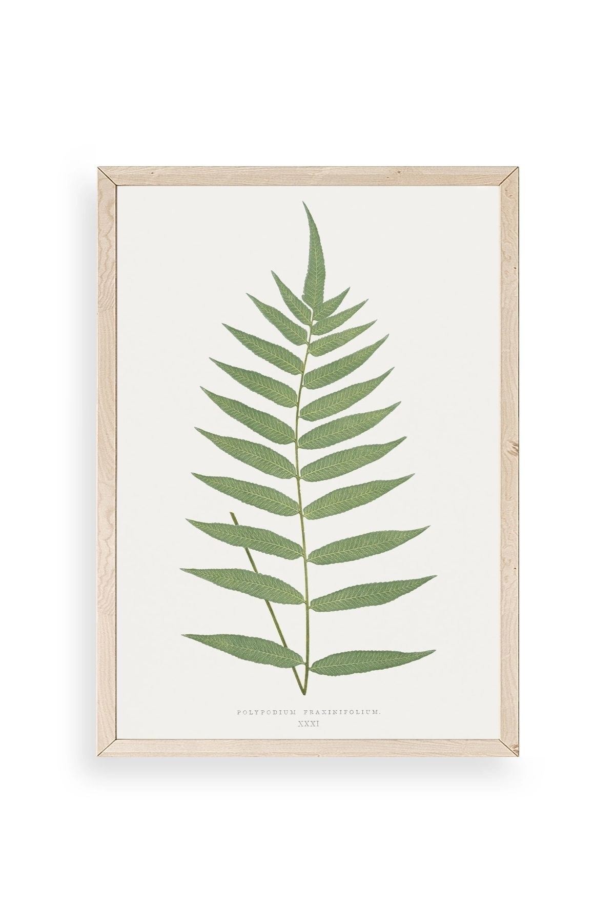 Polypodium Franxinifolium Ahşap Çerçeveli Tablo 50 x 70