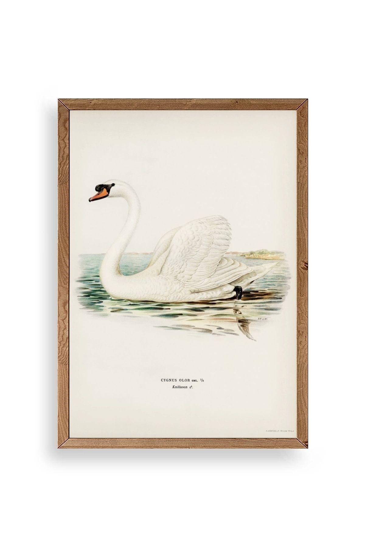 Kuğu Ahşap Çerçeveli Tablo 50 x 70