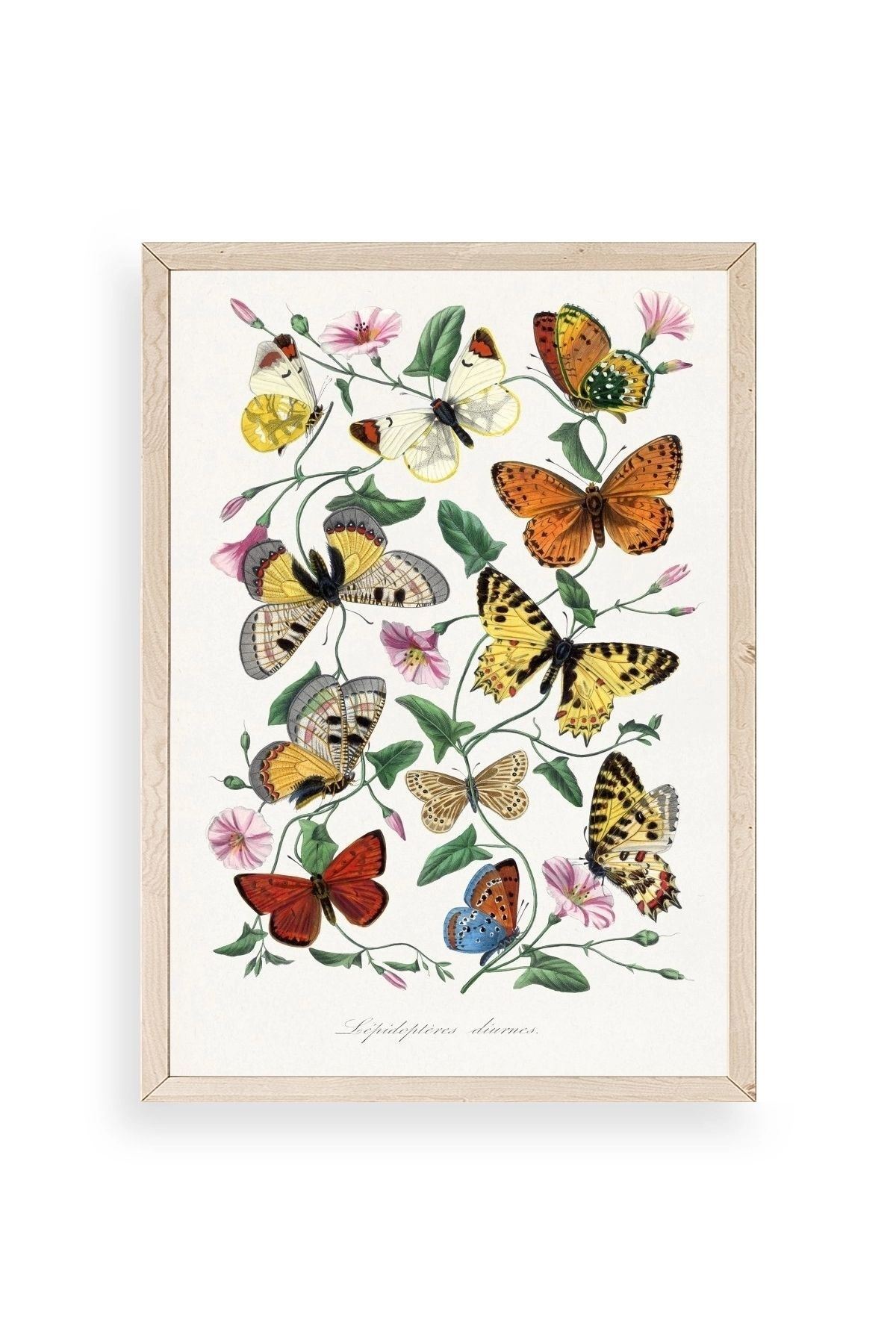 Lepidopteres Diurnes Ahşap Çerçeveli Tablo 30 x 42