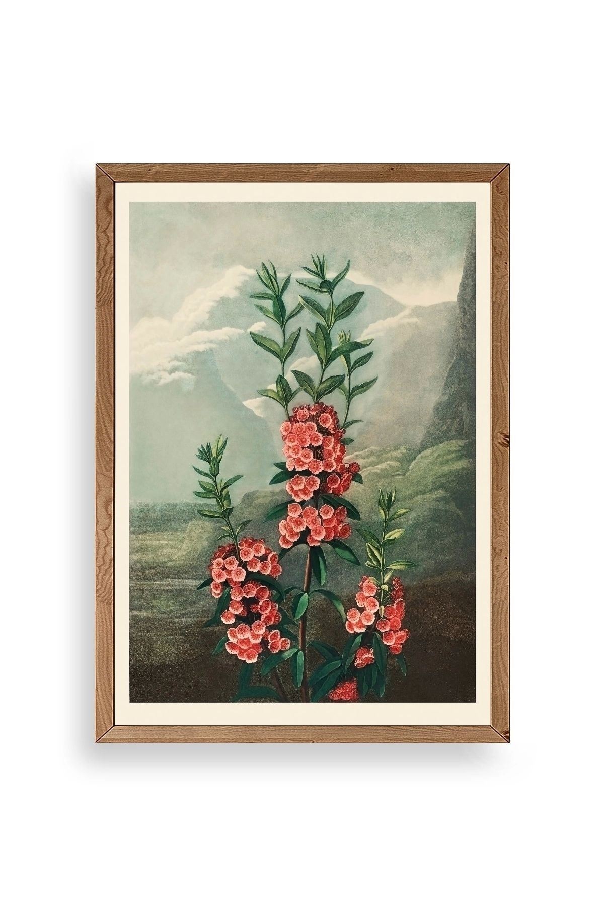 Narrow-Leaved Kalmia Ahşap Çerçeveli Tablo 17 x 23