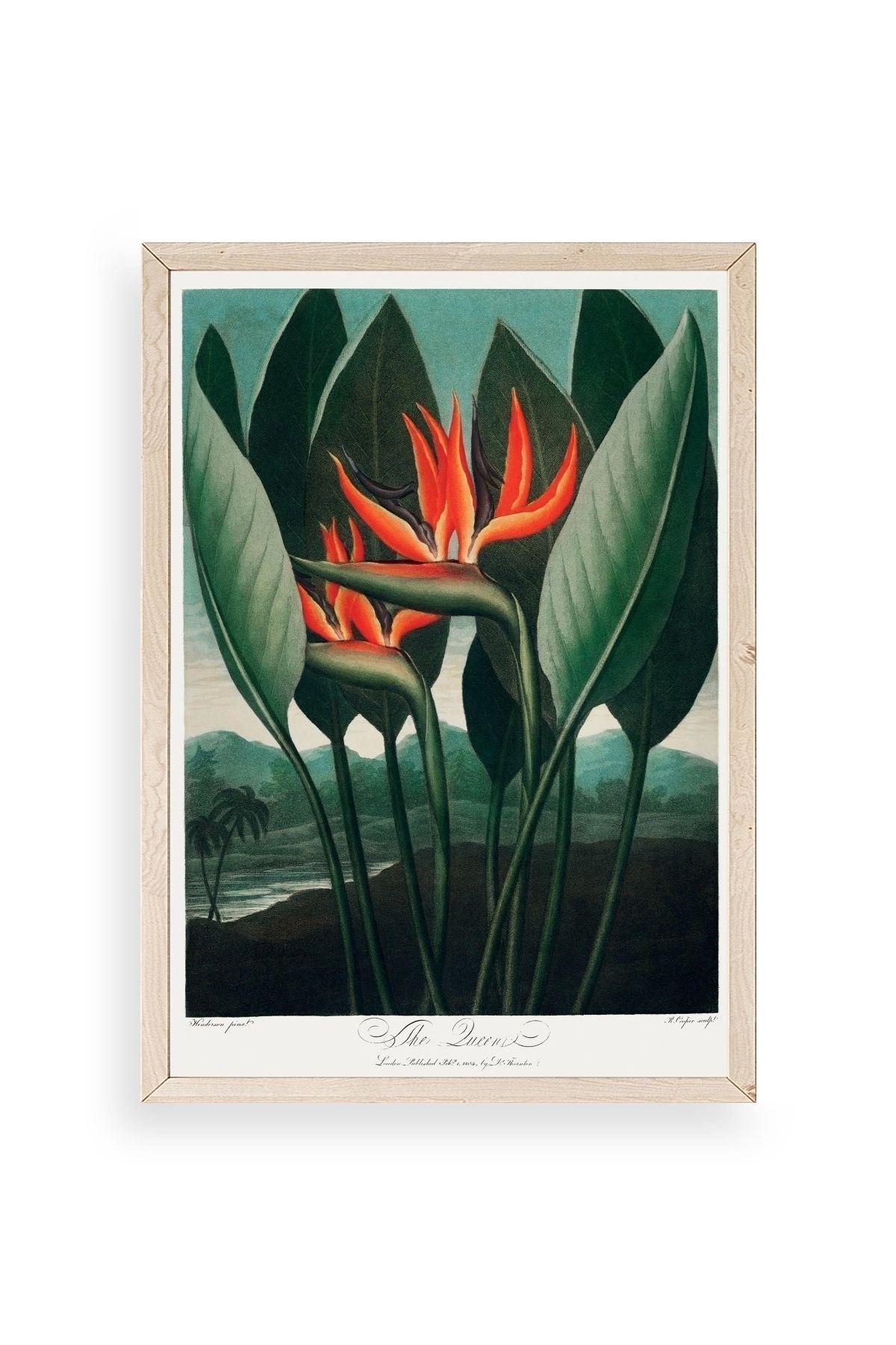 The Queen Plant Ahşap Çerçeveli Tablo 23 x 30