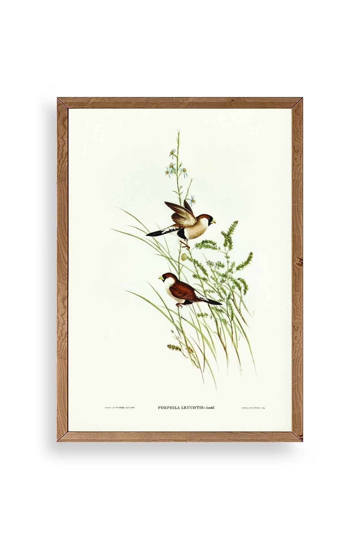 Kuşlar Ahşap Çerçeveli Tablo 23 x 30