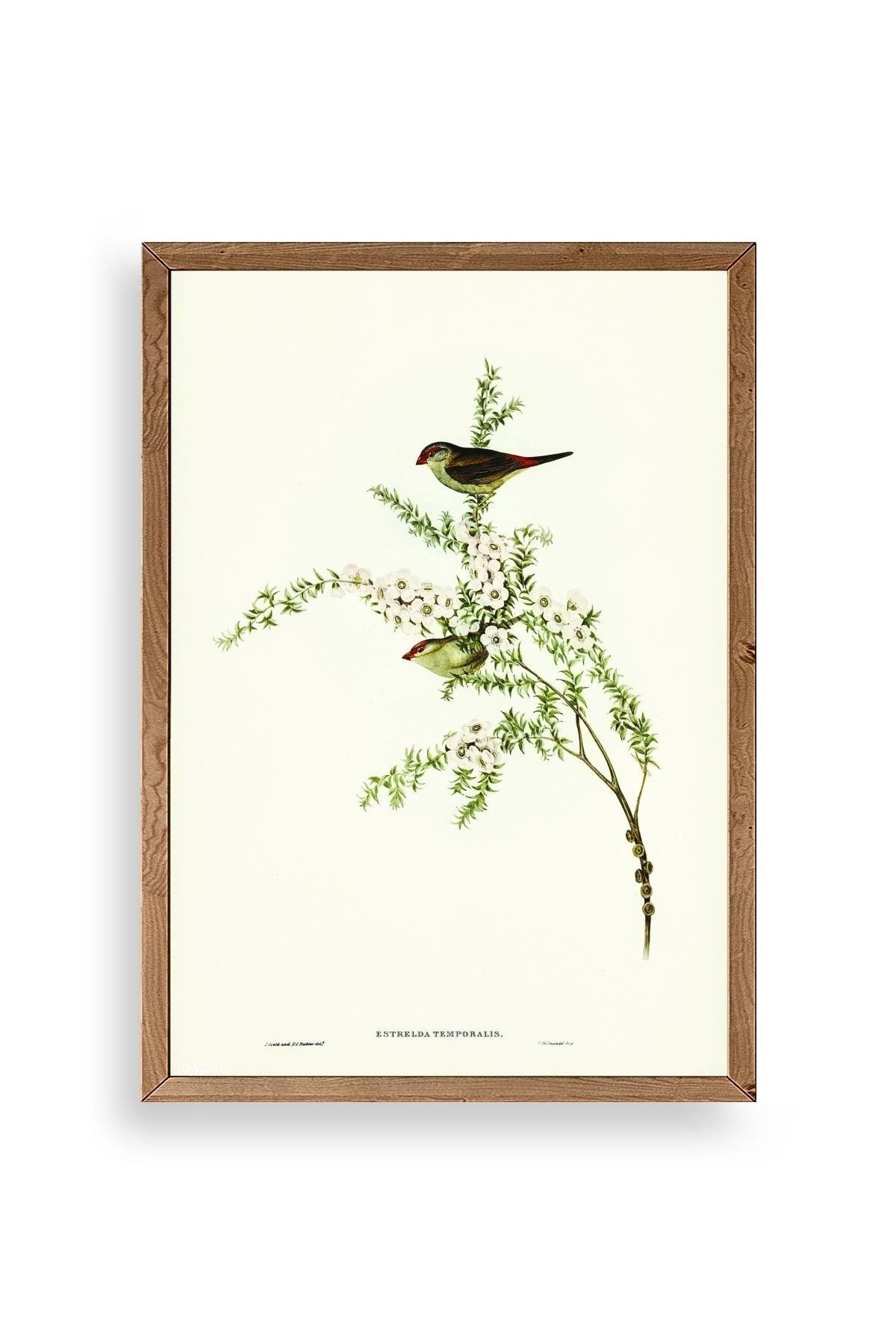 Daldaki Kuş Ahşap Çerçeveli Tablo 50 x 70