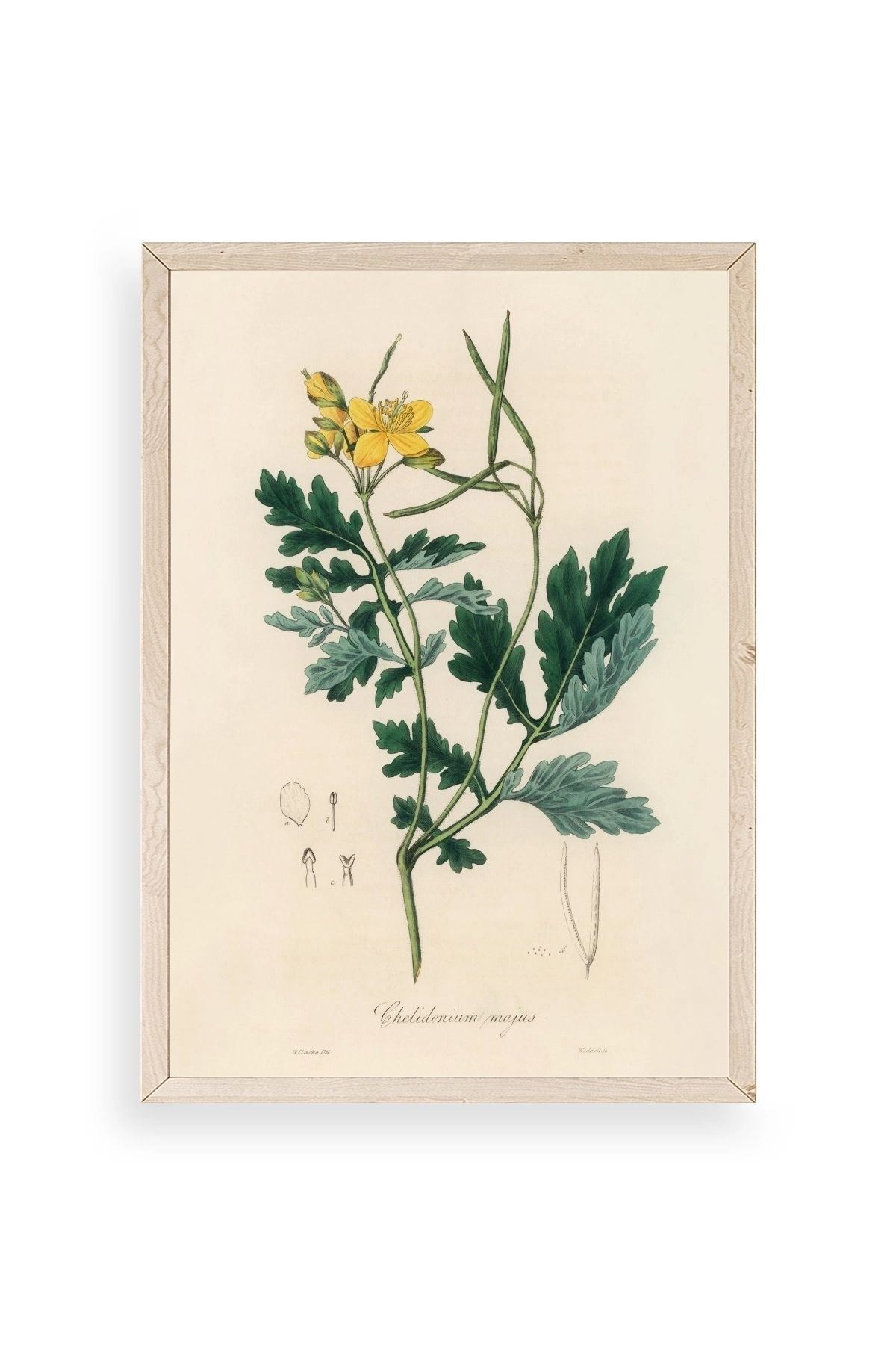 Çiçek Ahşap Çerçeveli Tablo 17 x 23