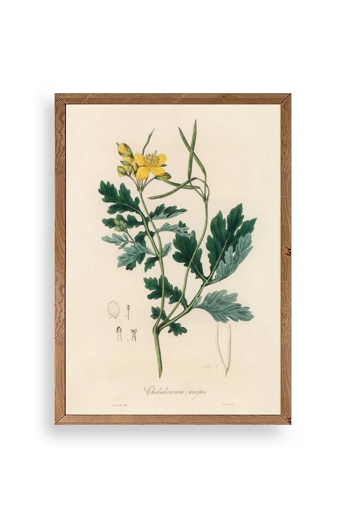 Çiçek Ahşap Çerçeveli Tablo 30 x 42