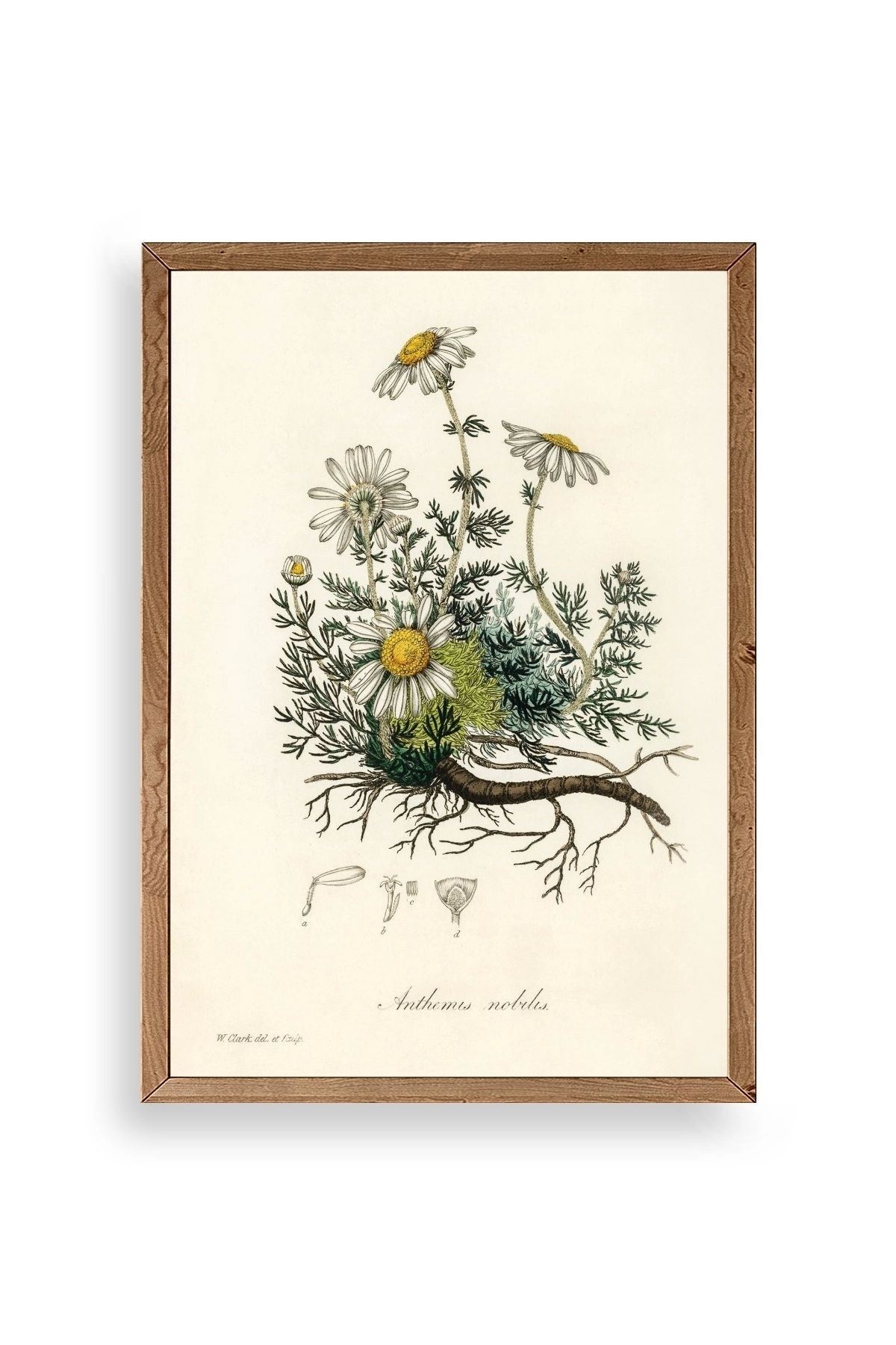 Papatya Ahşap Çerçeveli Tablo 23 x 30