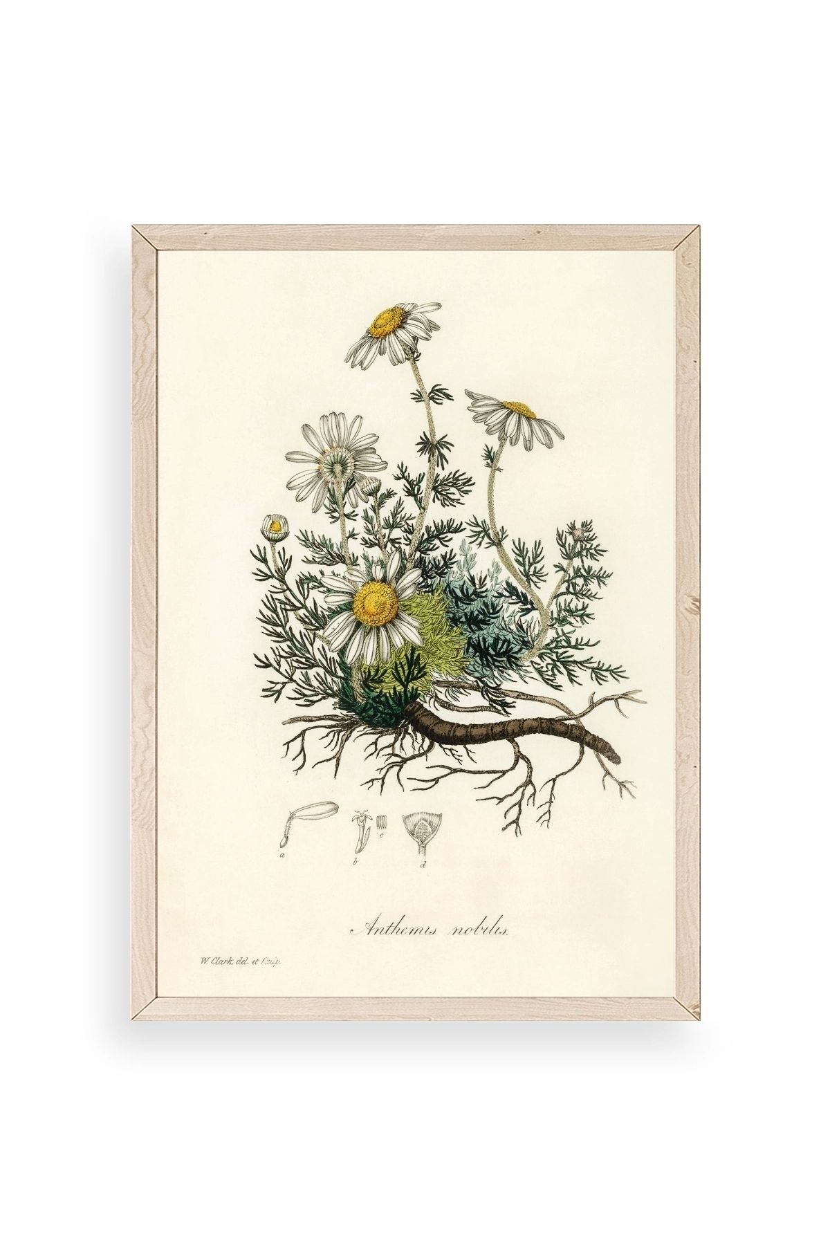 Papatya Ahşap Çerçeveli Tablo 23 x 30