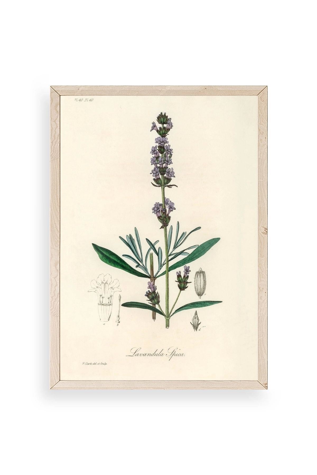 Yaprak Ahşap Çerçeveli Tablo 23 x 30