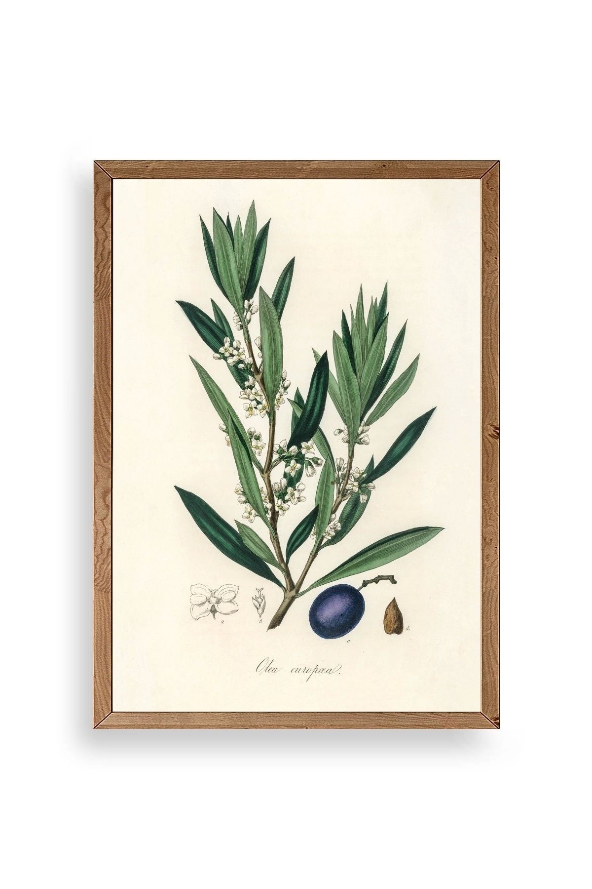 Yaprak Ahşap Çerçeveli Tablo 50 x 70