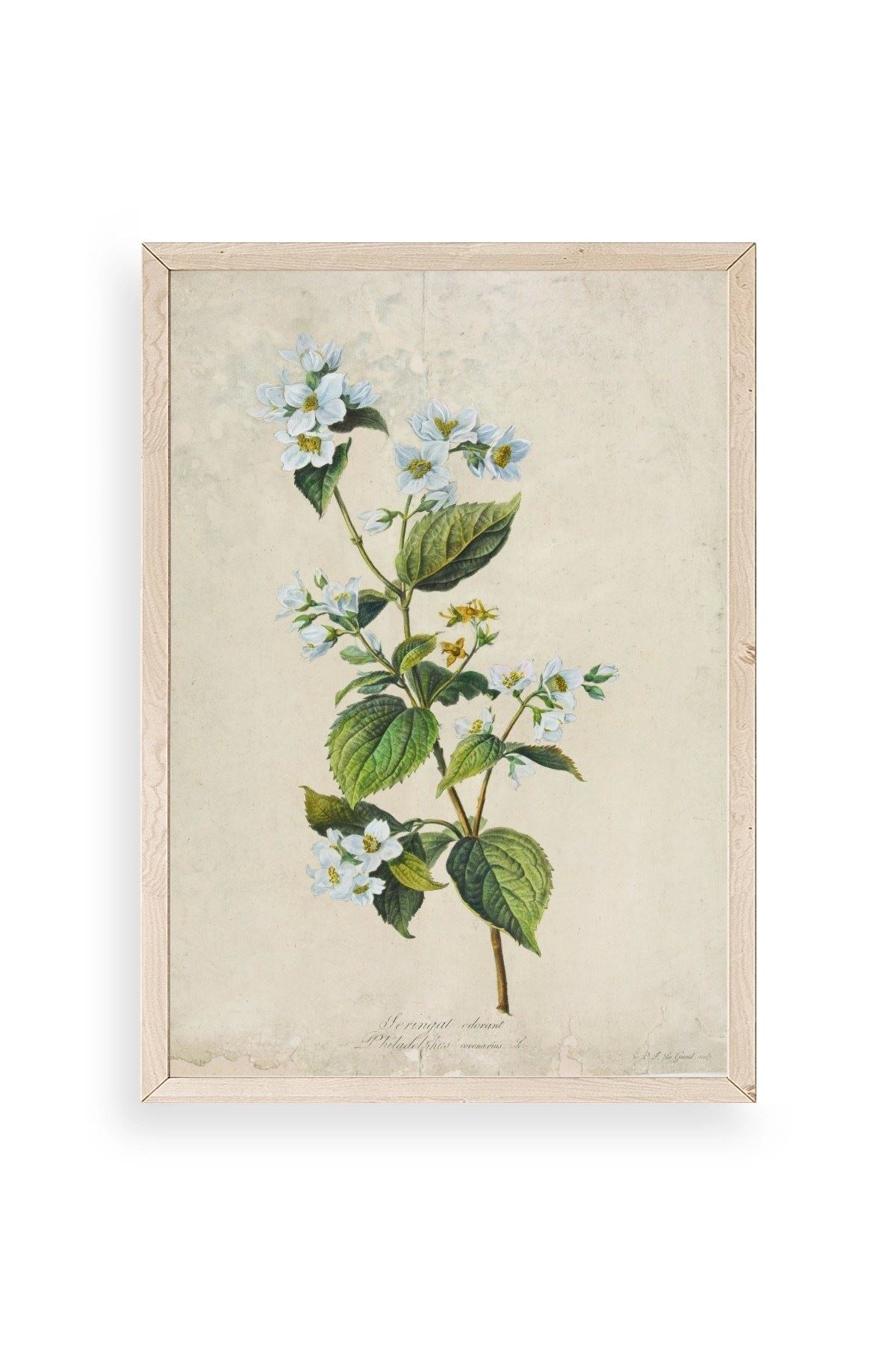 Çiçek Ahşap Çerçeveli Tablo 30 x 42