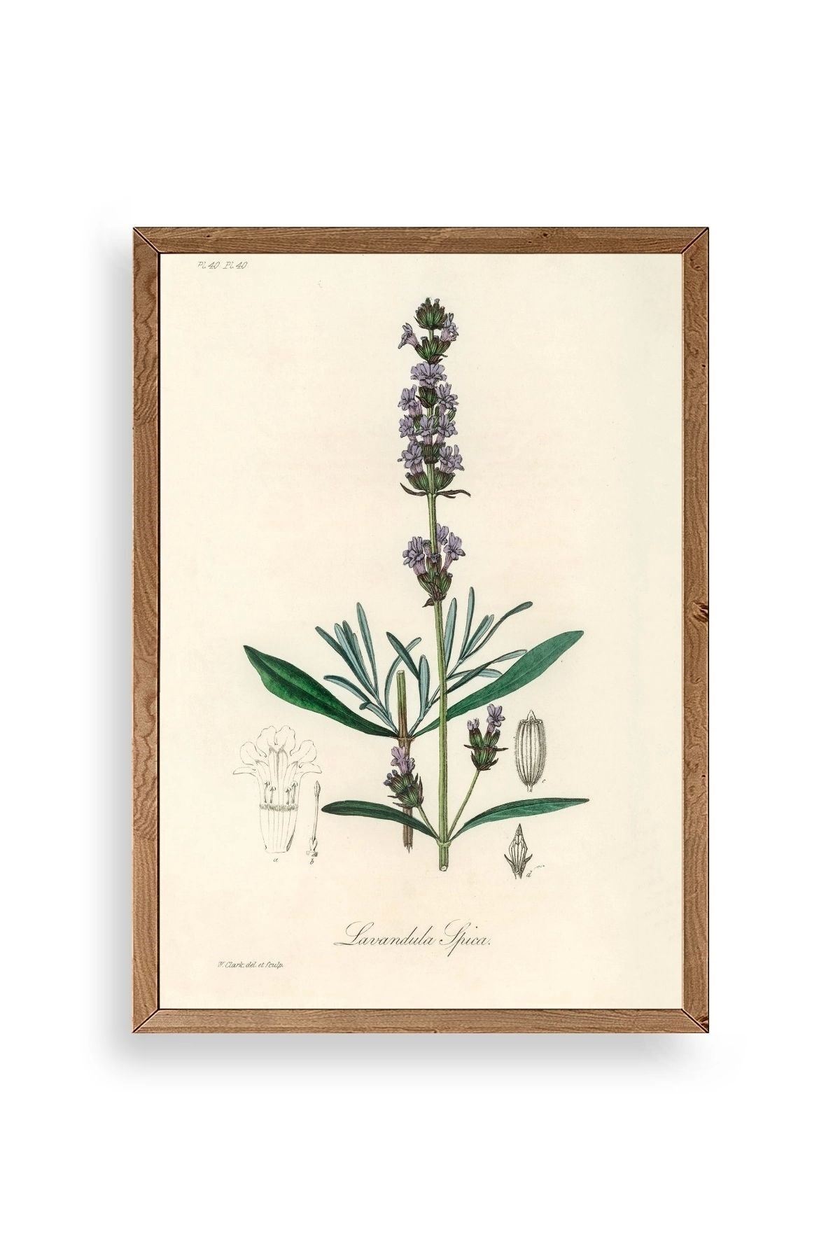 Yaprak Ahşap Çerçeveli Tablo 30 x 42