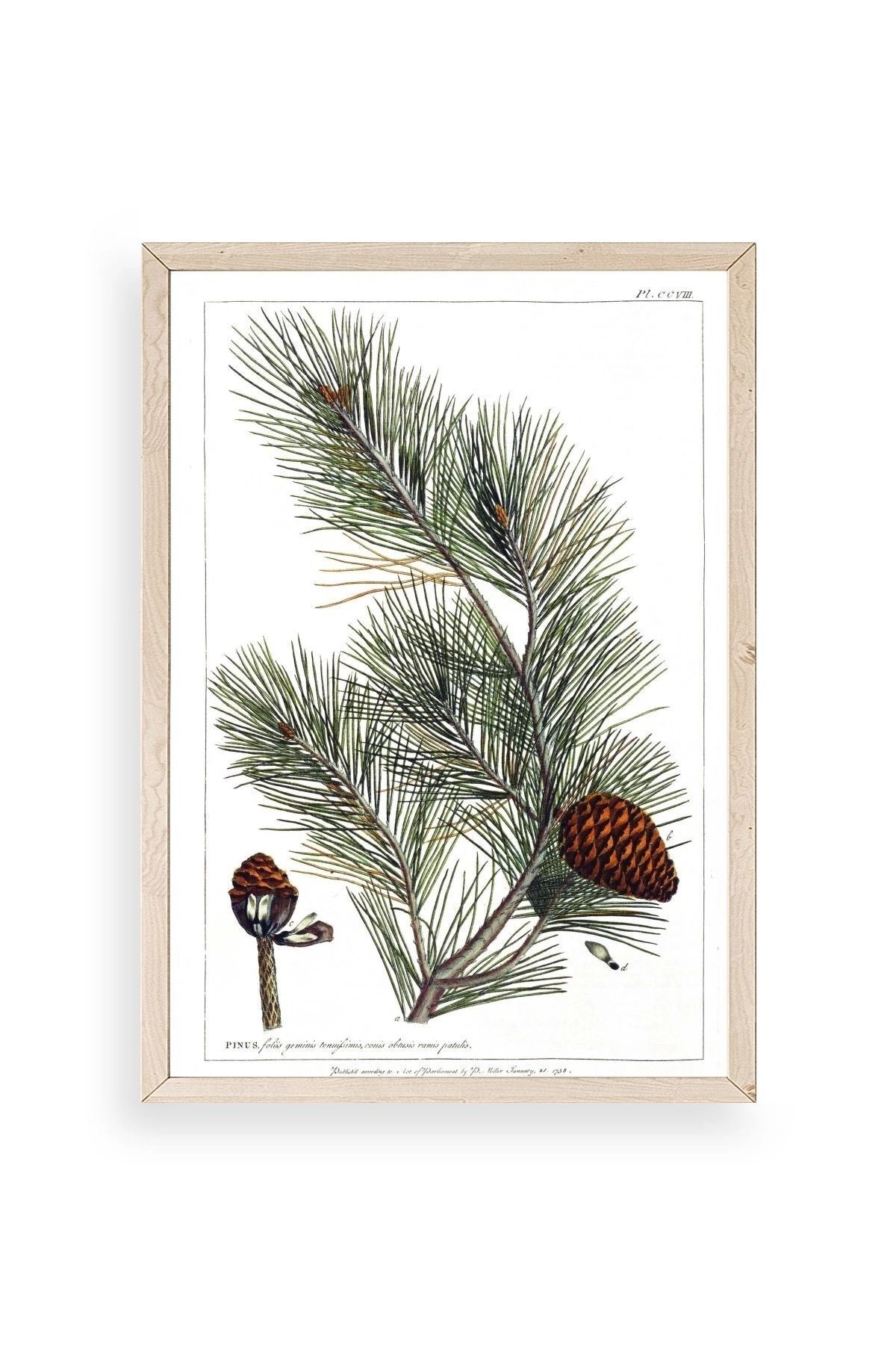 Çam Ahşap Çerçeveli Tablo 50 x 70