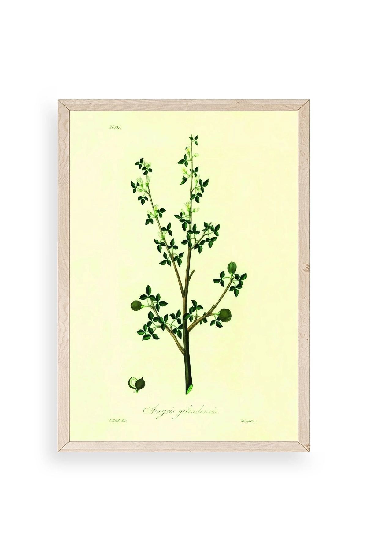 Yapraklar Ahşap Çerçeveli Tablo 30 x 42