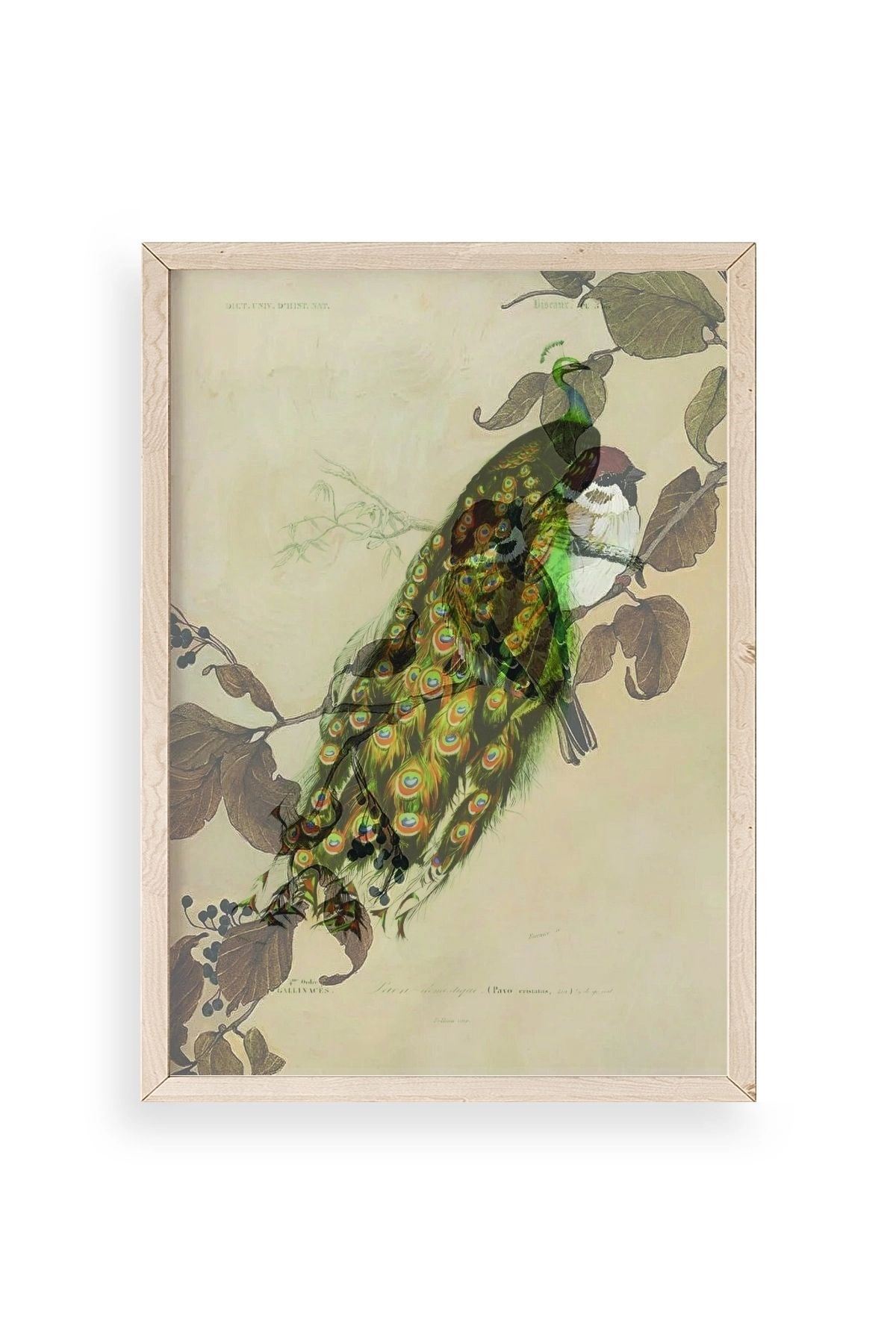 Kuş Ahşap Çerçeveli Tablo 50 x 70