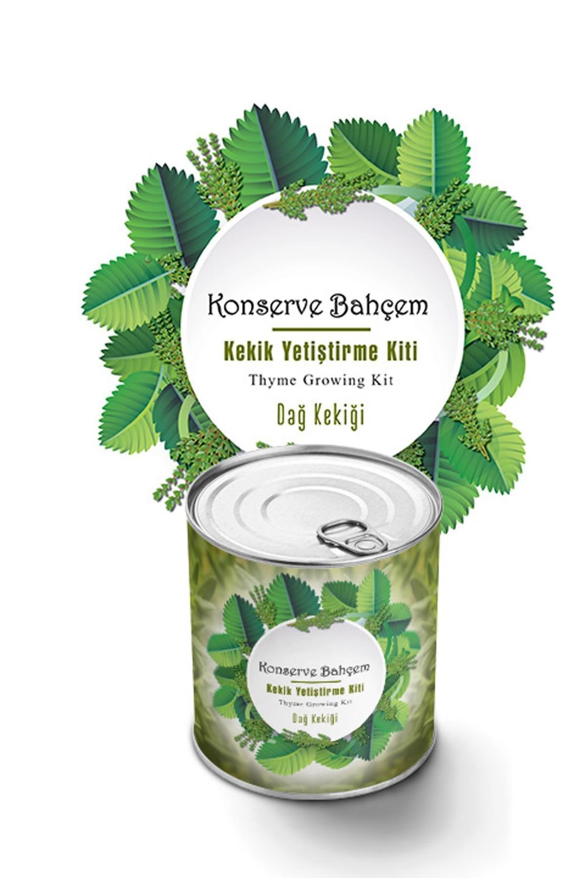 TBL Dekor® Konserve Bahçem Evde Konservede Kekik Dağ Kekiği Yetiştirme Kiti
