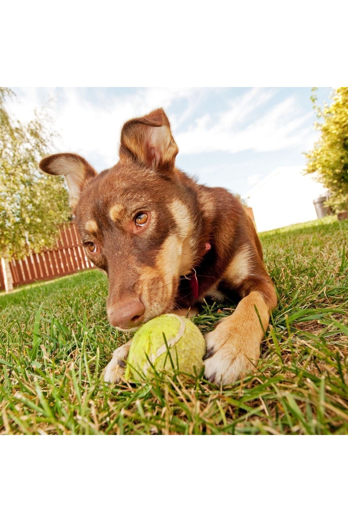 TBL Dekor®  3lü Renkli Desenli Tenis Topu Kedi Köpek Oyuncağı