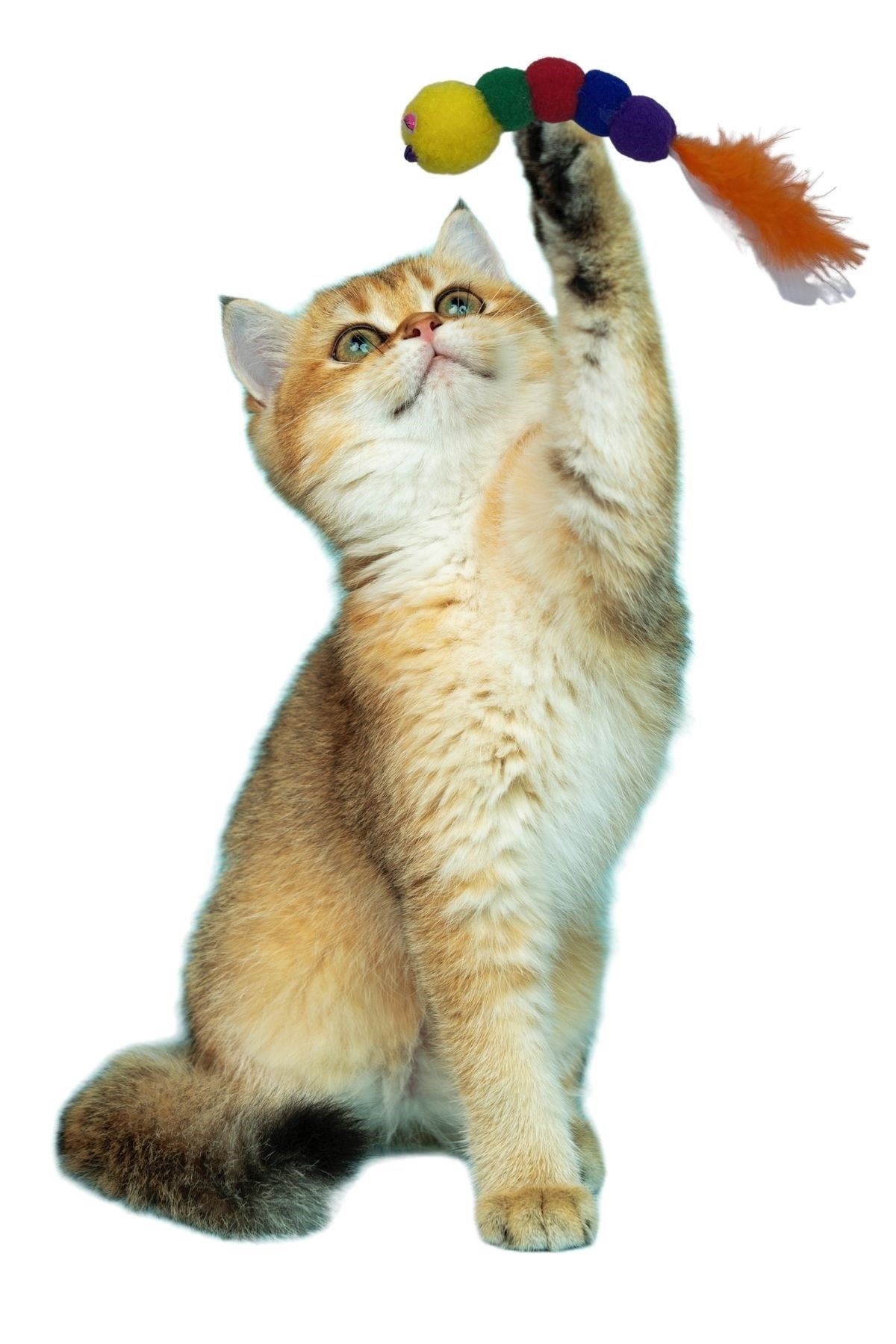 TBL Dekor® Yumuşacık İpli Tırtıl Şeklinde Rengarenk Sevimli Evcil Hayvan Oyuncağı