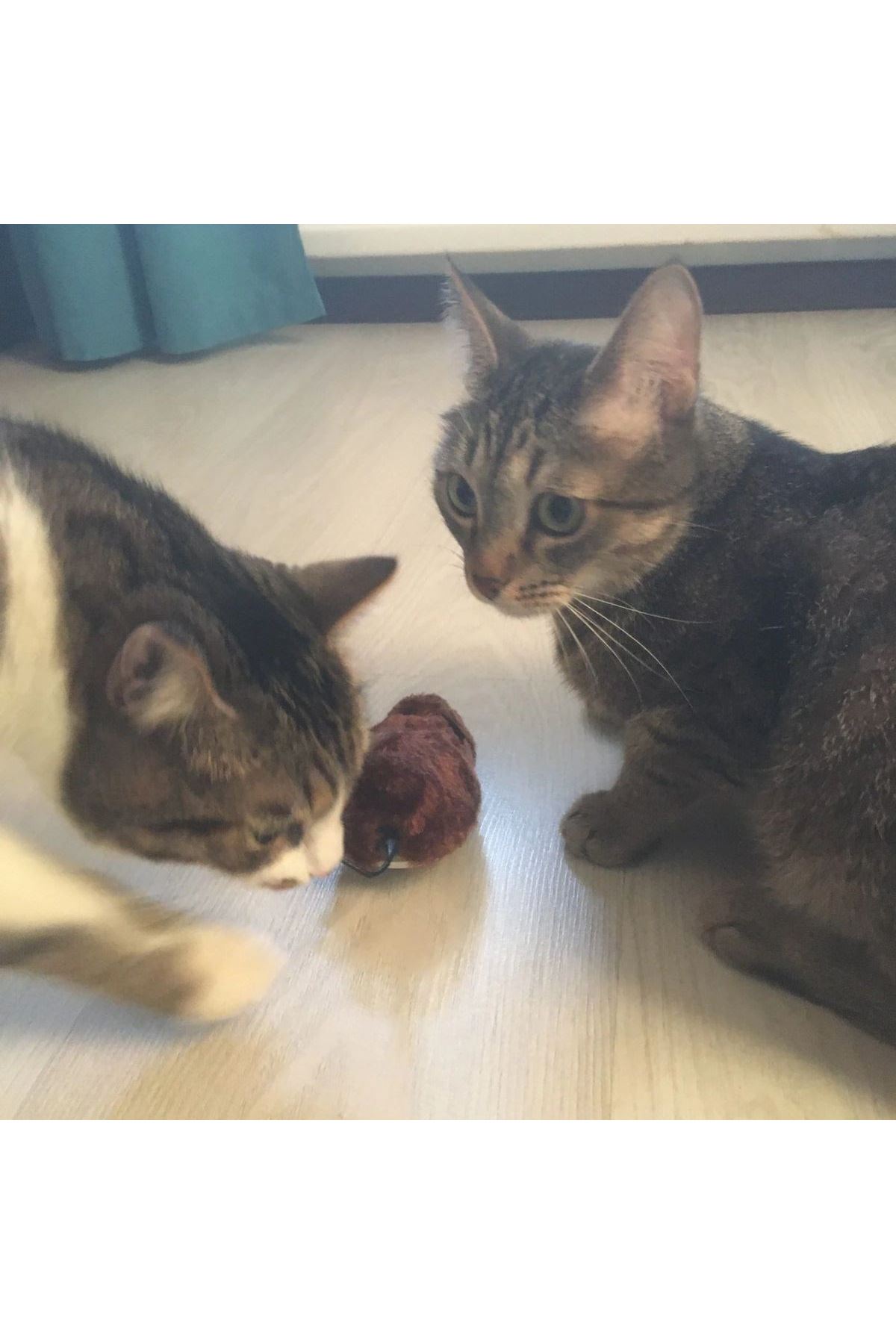 TBL Dekor® Kurmalı Kedi Eğitim Oyuncağı Tüylü Peluş Fare Yakalama İnteraktif Sevimli Eğlenceli Oyuncak
