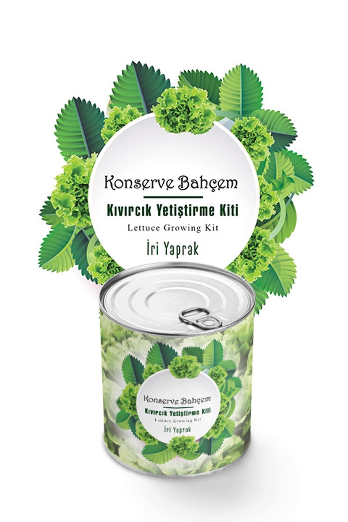 TBL Dekor® Konserve Bahçem Evde Konservede İri Yapraklı Kıvırcık Yetiştirme Kiti