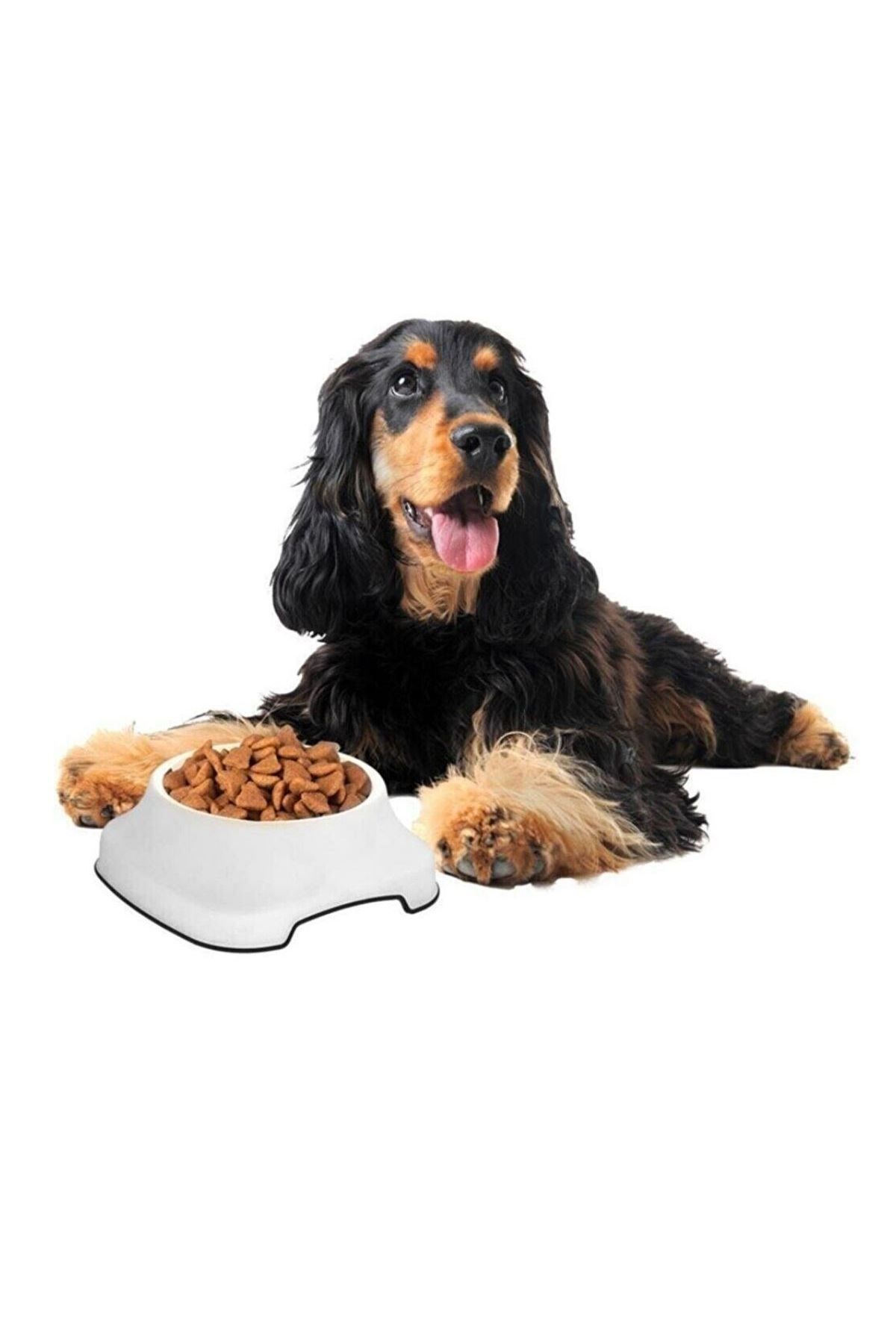 TBL Dekor® Silikon Kaydırmaz Taban Plastik Kedi ve Köpek Mama ve Su Kabı 2 L