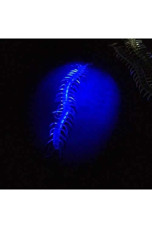 Karanlıkta Parlayan Fosforlu Kırkayak