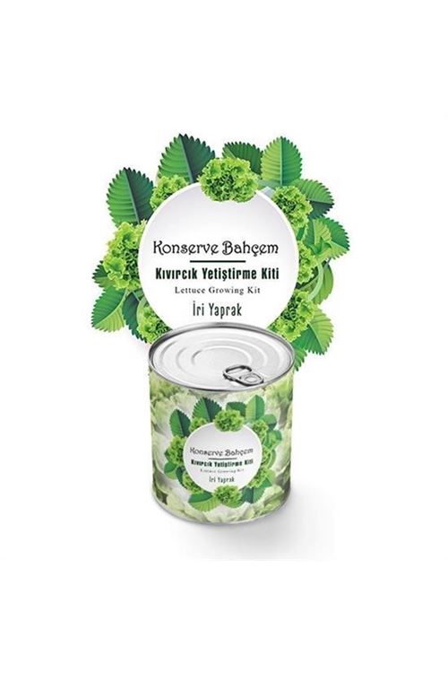 BUFFER® Konserve Bahçem Evde Konservede İri Yapraklı Kıvırcık Yetiştirme Kiti