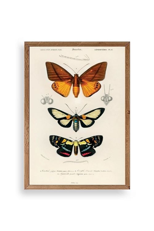 Kelebekler Ahşap Çerçeveli Tablo 50 x 70