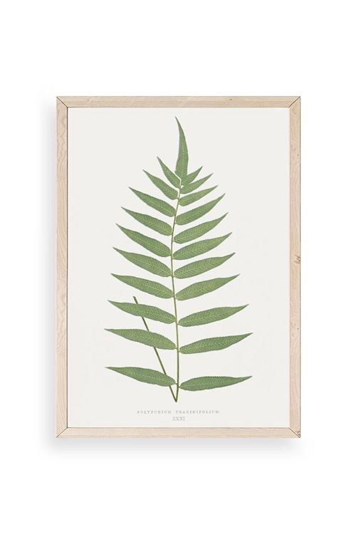 Polypodium Franxinifolium Ahşap Çerçeveli Tablo 50 x 70