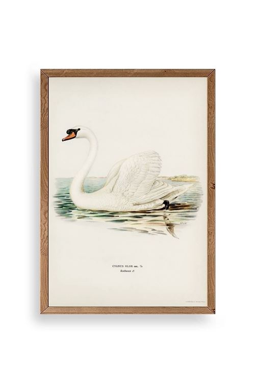 Kuğu Ahşap Çerçeveli Tablo 17 x 23