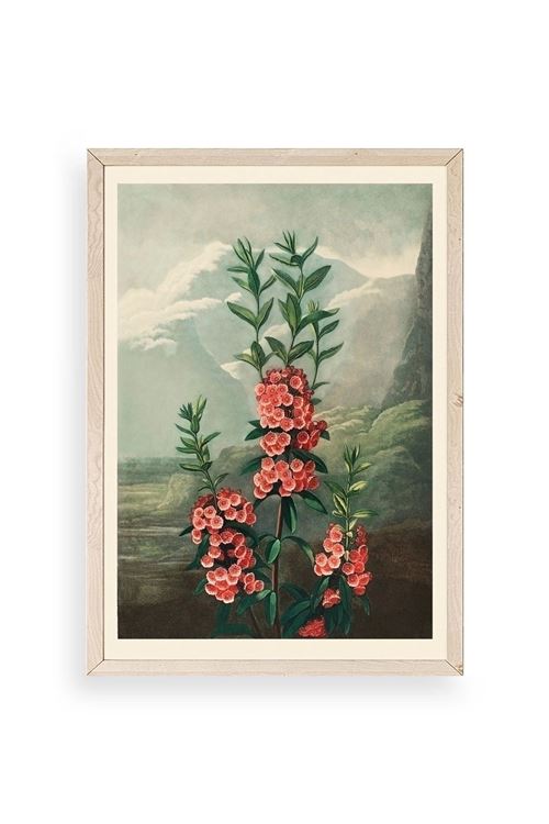 Narrow-Leaved Kalmia Ahşap Çerçeveli Tablo 23 x 30