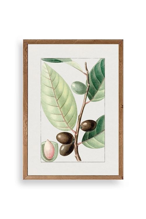 Zeytin Dalı Ahşap Çerçeveli Tablo 50 x 70