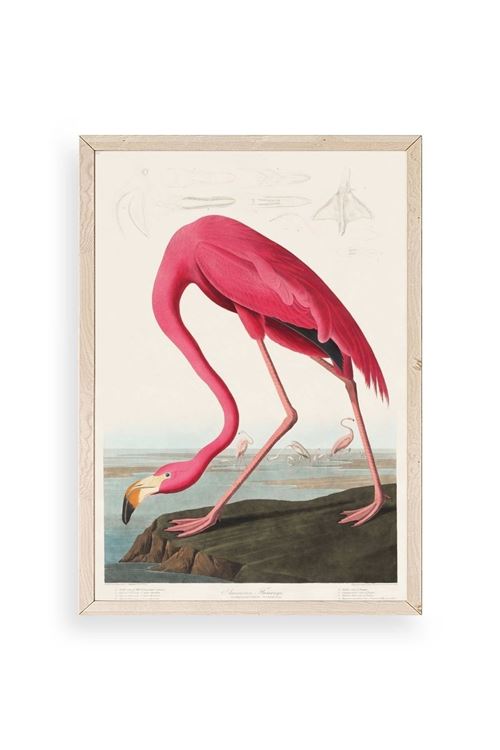 Flamingo Ahşap Çerçeveli Tablo 17 x 23