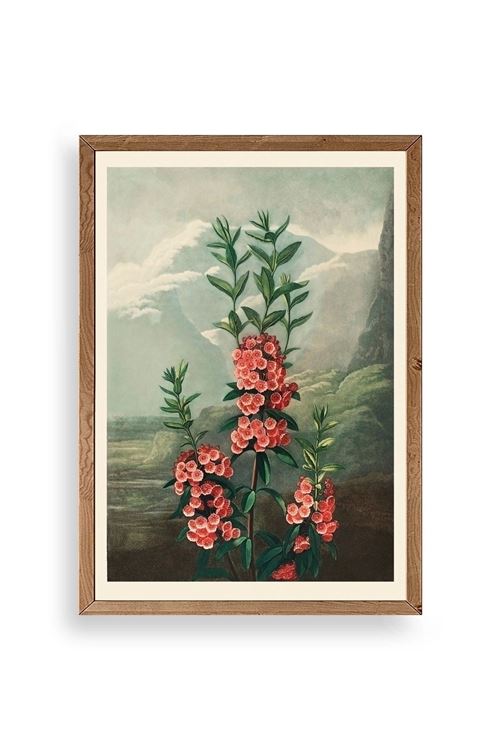 Narrow-Leaved Kalmia Ahşap Çerçeveli Tablo 50 x 70