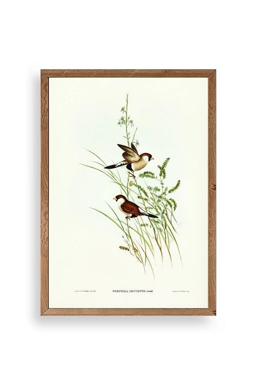 Kuşlar Ahşap Çerçeveli Tablo 50 x 70