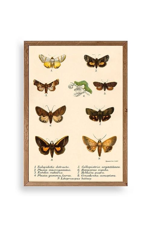 Kelebekler Ahşap Çerçeveli Tablo 17 x 23