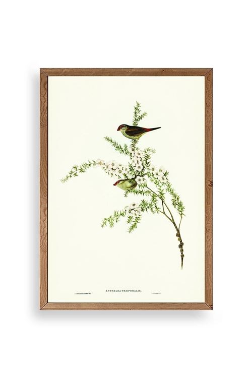 Daldaki Kuş Ahşap Çerçeveli Tablo 17 x 23