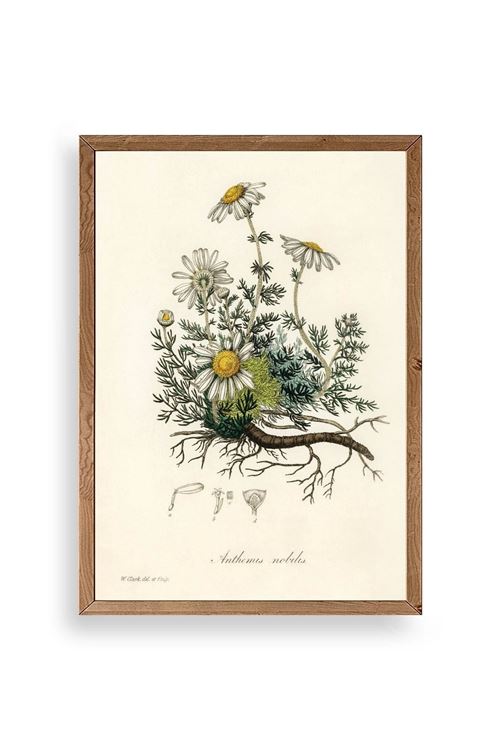 Papatya Ahşap Çerçeveli Tablo 23 x 30