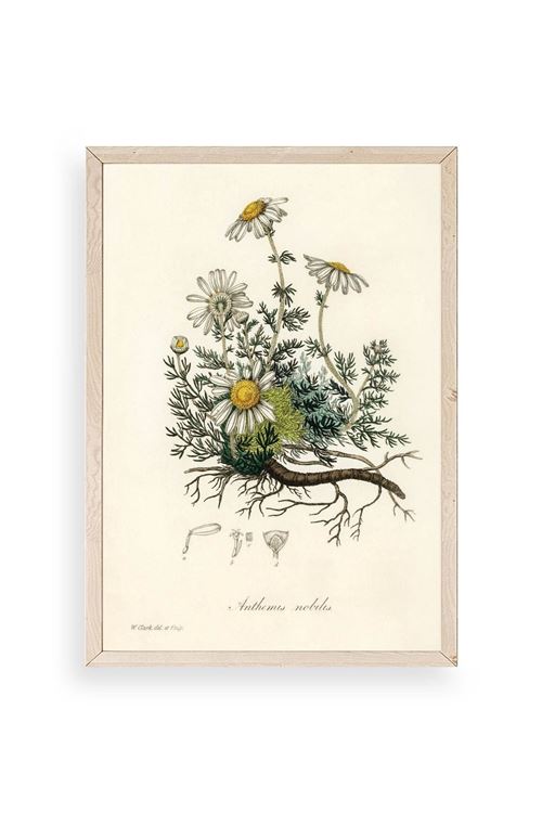 Papatya Ahşap Çerçeveli Tablo 17 x 23