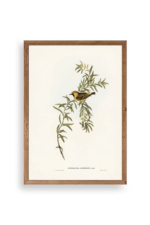 Daldaki Kuş Ahşap Çerçeveli Tablo 17 x 23