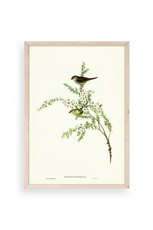 Daldaki Kuş Ahşap Çerçeveli Tablo 23 x 30