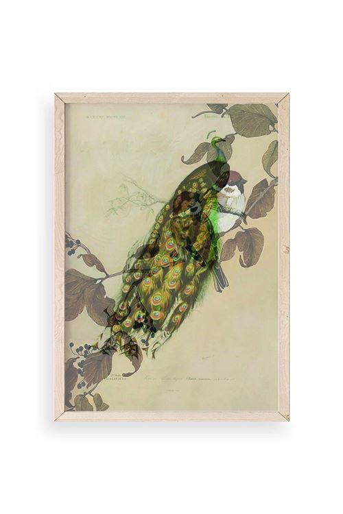 Kuş Ahşap Çerçeveli Tablo 17 x 23