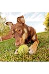 TBL Dekor®  3lü Renkli Desenli Tenis Topu Kedi Köpek Oyuncağı